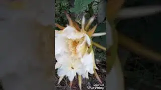 Buah naga kuning