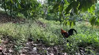 Seven wild chickens, bait, beautiful golden color, perfect voice.  01/10/2026