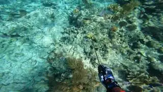 Spearfishing Hog Snapper #polespear #spearfishing #fishing #bahamas #snapper #koah #nassau #water 
