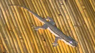Gecko Sound in Bali