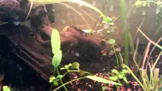 New bubble setup on the 55 some crypt spiralis