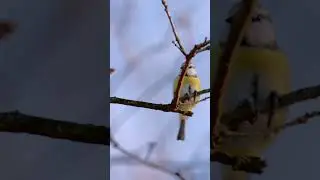 Modraszka Reels #natura #ptaki #wildlife #avianphotography #birdlife #birdlovers #birdphotography