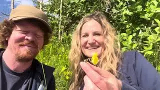 Yellow Rock Rose foraging