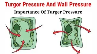 Turgor Pressure And Wall Pressure (Lecture 7) In Hindi/Urdu.