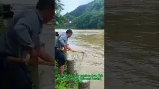 Traditional Bamboo Fish Trap: Efficient Riverbank Fishing Technique!