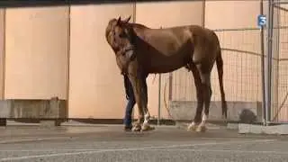 Equita Lyon 2015 : le cheval en vedette pendant 5 jours