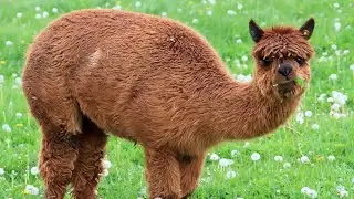 Alpacas | The Softest Wool in the World!
