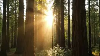 Flying Through Giants: 4K Drone View of a Misty Redwood Forest