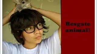 Porto - (M&uacute;sica sobre resgate animal)