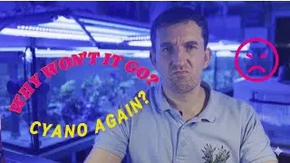 Cyano Kept Coming Back? High DOC Was the Problem &mdash; Catalytic Activated Carbon Fixed It