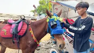 PERSIAPAN PEMASANGAN KUDA DELMAN SEBELUM KE PANGKALAN TANAH KUSIR - KUDA DELMAN - KUDA - NAIK DELMAN