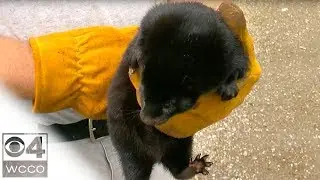 Farmer: 30K-Plus Mink Released From Farm Will Cost Us $750K