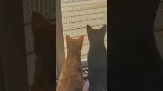 Cats can only watch the rat eating bird food #shortsvideo #adorable #cat