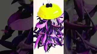 Plant Decoration Ideas #shorts #youtubeshorts #plasticbottle