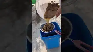 How to Make Homemade Liquid Fertilizer for Thriving Plants!  | Easy & Affordable DIY Method #shorts