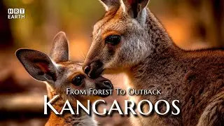 From Forest to Outback: Kangaroos - The Unseen Chronicles Unfolded | HRT Earth