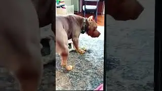 🇹🇷İş Ciddi🇬🇧This is serious business🇷🇺дело серьезное🤣#dogsfighting  #собака