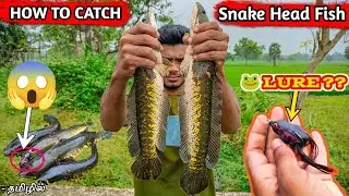 How To Catch Country Snakehead Fish❓- 🐸 FROG Lure Fishing in Tamil | Fishing tips #snakehead
