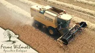 Récolte du Triticale Semence + Petit Épeautre