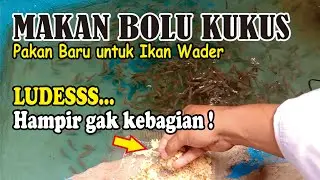 Pakan baru ikan wader - Budidaya ikan wader
