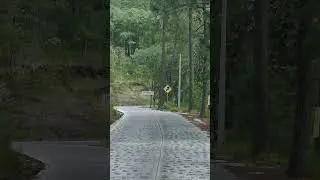 Walking through dense forest #nature #relaxing #relaxingmusic