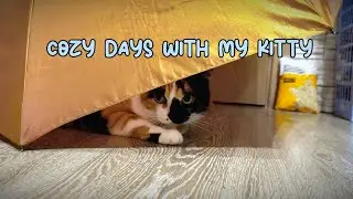 How to Grow Cat Grass Indoors 🌱 Cozy Cat Care Filled with Love and Gentle Home Sounds