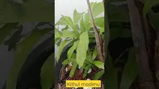 plants lanka l kitul madimu l best drink