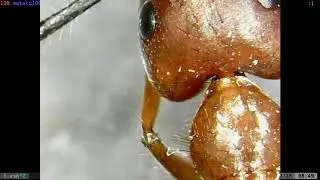 Digital USB Microscope on Linux   Follow Up Video