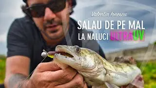 Pescuit la Salau de pe mal pe lacul Tancabesti - noile culori ULTRA UV ale nalucilor FOX RAGE
