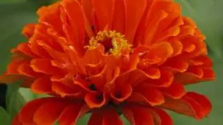 Rukmini's Prayer