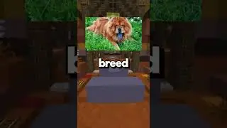 Facts About Dogs 