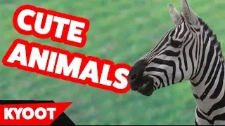 Funniest Cute Pets & Silly Animal Home Videos of 2016 Weekly Compilation | Kyoot Animals