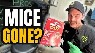 Does Wilson Mouse Out Actually Work to Get Rid of Mice?