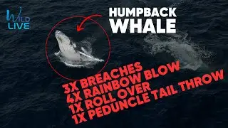 Humpback Whale - Breaches, Gulp, Peduncle Tail Throw, Rainbow Blow, Roll Over & More! WILDLIVE MEDIA