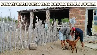 Verm&iacute;fugo ivomec e vit ade nos caprinos jovens!
