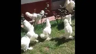 white sultan chicks