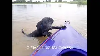 Watermarks Duke Retriever Training Lining Drills from Bill Hillmann Fundamentals
