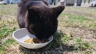 🍀HEALING CAT🐈️ 633                                                💕AINOSHIMA IN SPRING💕 11