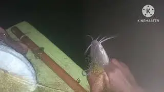 #fish hunting#Big catfish and ravvu,.....A night fish hunting in krishna river......🐬🦀🐟...#