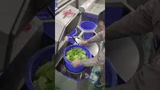 Lettuce Washing Drying Machine #lettuce