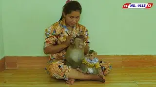 Mommy Grooming KAKO With JING Sleep On Lap
