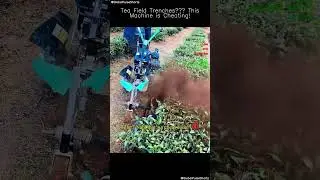🚜 Tea Field Trenches? This Machine is Cheating! 🤖 Farming Upgrade! #teafield #farmtech