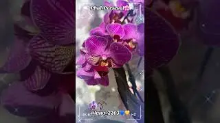 #orchid #орхидеибабочки #ukraine #orchids #орхидеи #орхидея #орхідеї #orchids_life_lana #shorts #wow