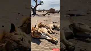 Desert Silence: The Last Breath of the Lion and Lioness#cute #funny #tiger #shorts