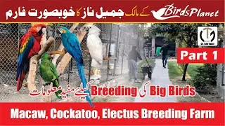 Macaw Breeding farm Of Jamil Naz(BIRDSPLANET OWNER) Part 1|Beautiful Farm of Macaw, Cockatoo, Amazon