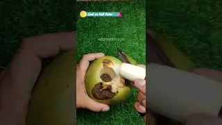 Clazkit Coconut Opener Tool Easy & Safe Way to Open Coconuts #coconut #healthy #shorts #coconutwater