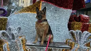 #69 GINAA - luźny spacer po centrum Bielska-Białej 🏙️ Pies w wielkim mieście 😃🐾 