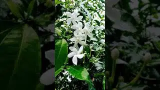 Crape Jasmin flowers | Chandni ke phool | Tagari na phool #short #crape_Jasmine #flowers