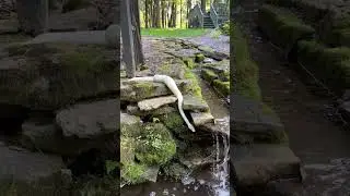 Snake pond #ballpython #snake #reptiles #animals #pond