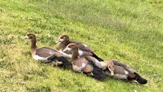 It’s Peaceful Watching this Family of Egyptian Geese. So Cute Teenage Goslings after Two Months